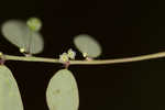 Muscarene Island leaf-flower